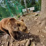 Resort Eko-fis Vlasic